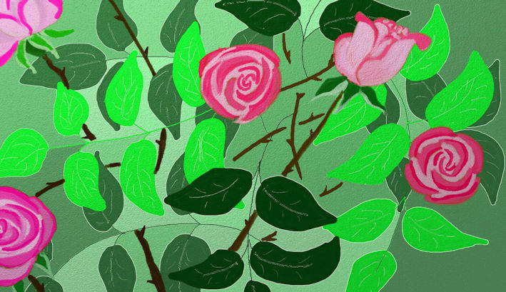  plant de rosier